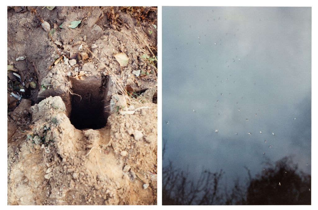 Untitled (Swarm of Flies / Hole in Ground)
