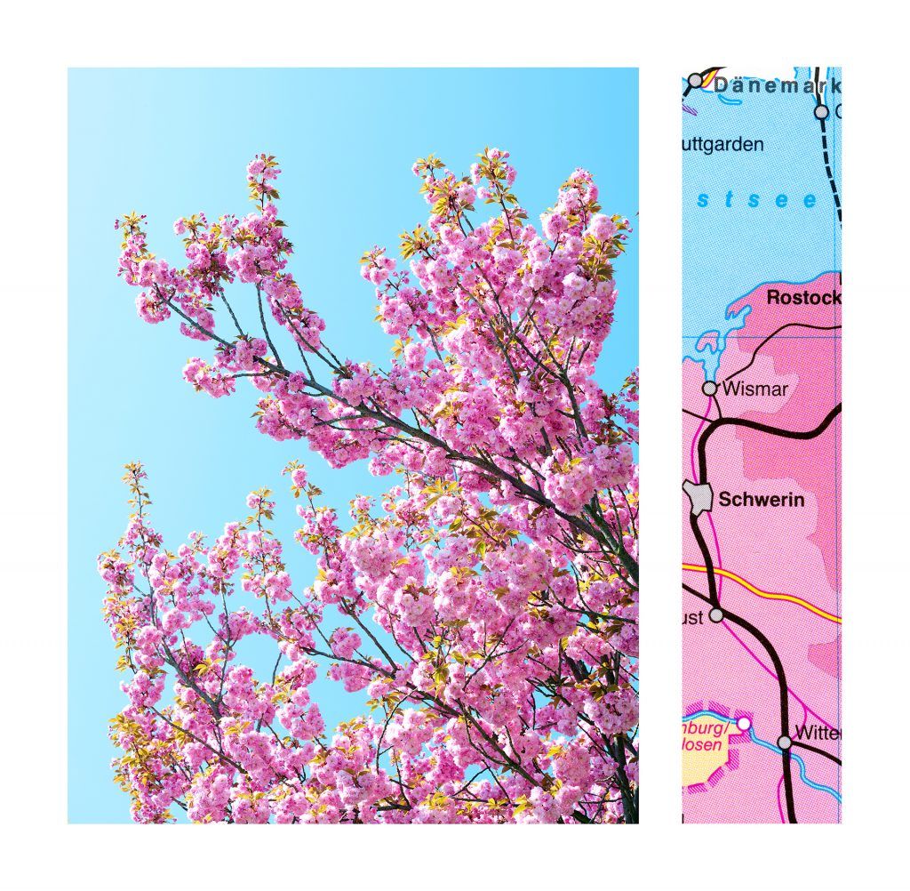 Cherry Blossom/Rostock