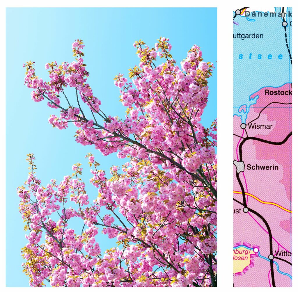Cherry Blossom / Rostock